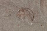 Ordivician Trilobite (Declivolithus) Fossil (Pos/Neg) - Morocco #218771-2